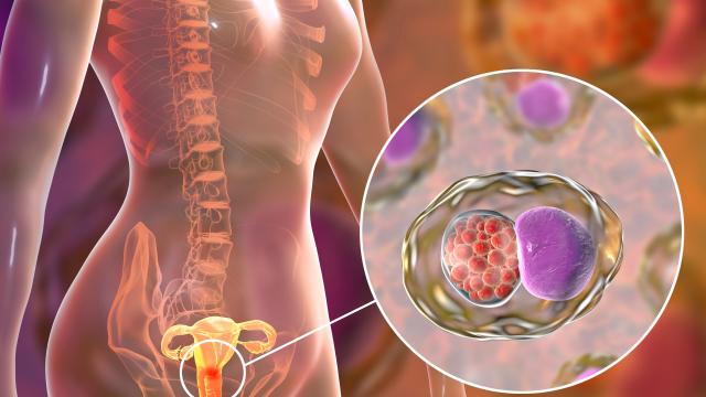 Illustration of the Chlamydia trachomatis bacteria and affected body parts.