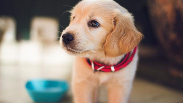 Close up of a puppy with a red collar