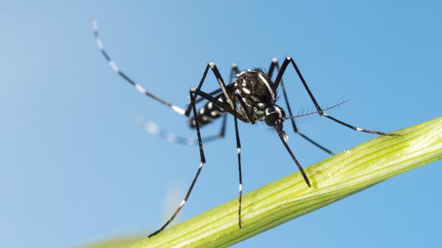 Asian Tiger Mosquito on stalk