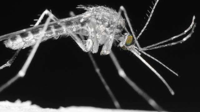 Close up of a mosquito on a black background