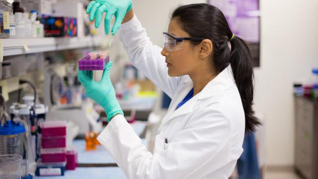 Scientist checks lab samples