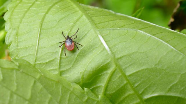 A tick on underside leaf.