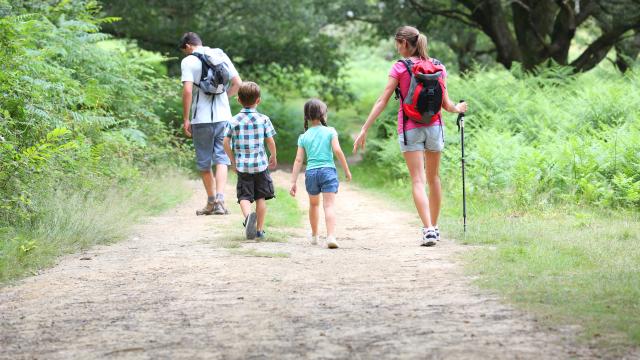 Family trekking on a path in the forest