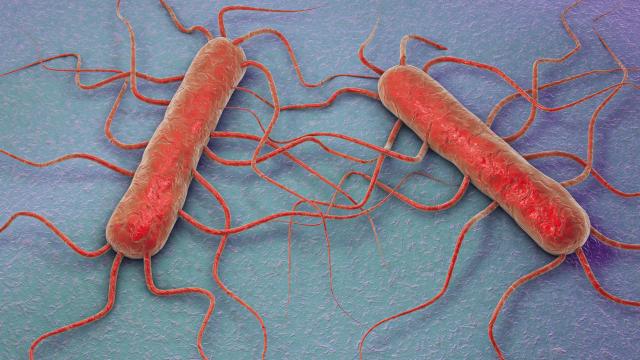 Bacterium listeria.