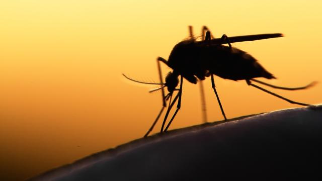 A silhouette of a mosquito about to bite against golden background