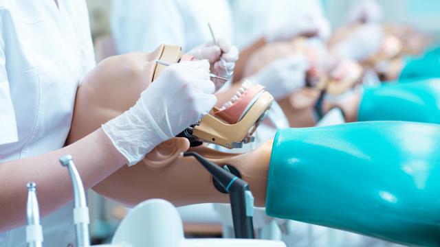 Student working on a dental manikin