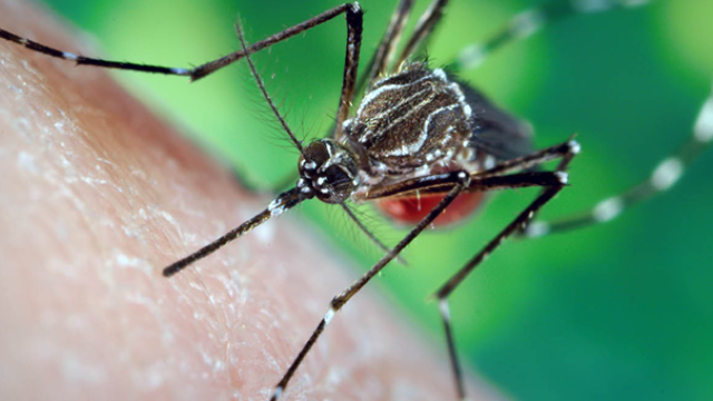 Mosquito drawing blood from skin.