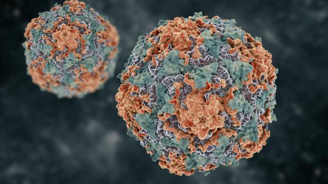 3D Model of Hepatitis B virus