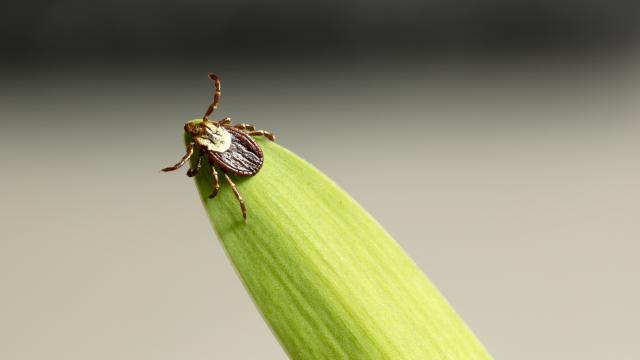 Tick crawling on tip of leaf
