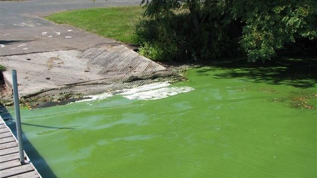 Blue-green algae floating by pier shore.