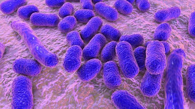 Close up of Acinetobacter bacteria