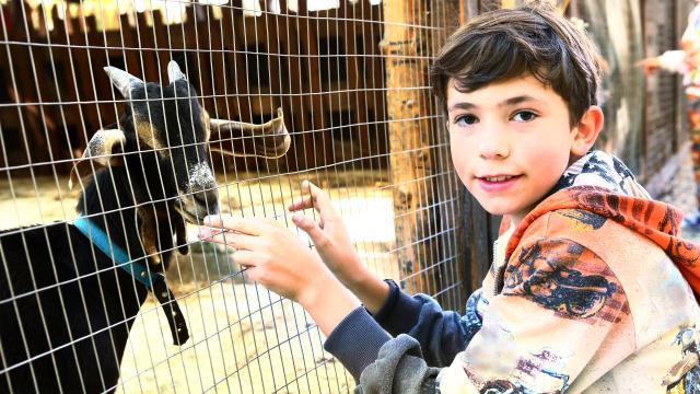 A child standing by a fence with a goat inside.