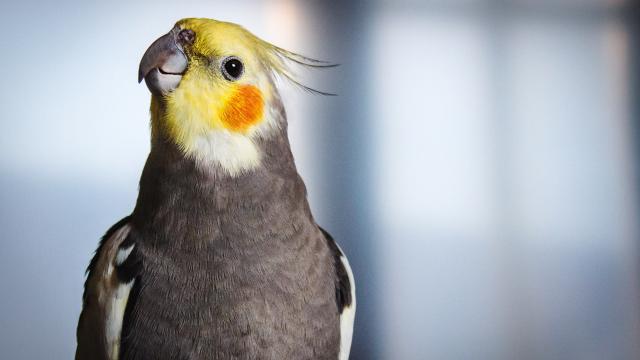 A cockatiel.