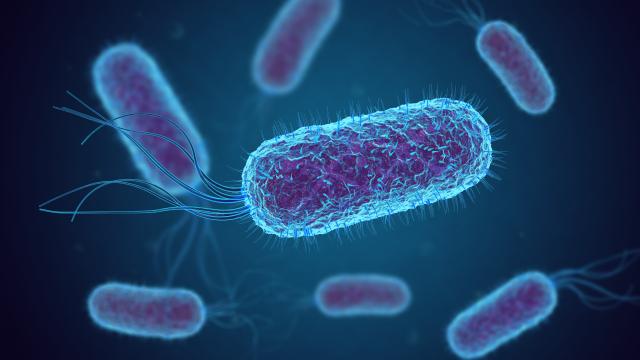 Illustration of escherichia coli bacteria