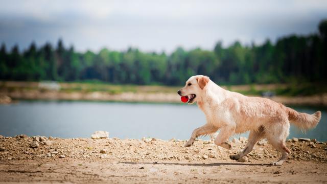 Golden Retriever running on a beach with a red ball