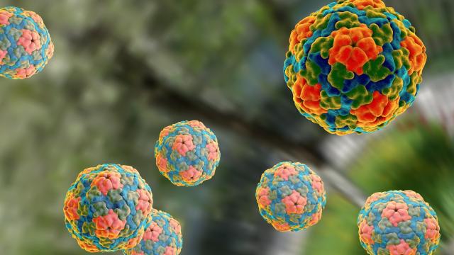 3D model of Hepatitis A virus