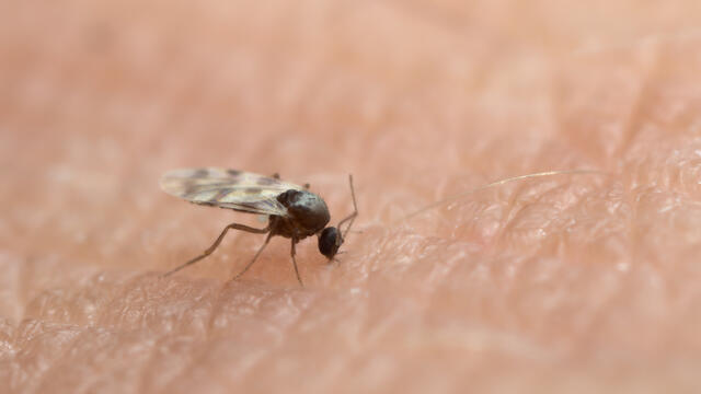 A macro shot of a tiny biting midge feeding on the blood of a human