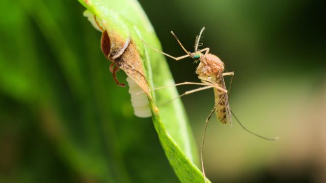 Common mosquito on leaf