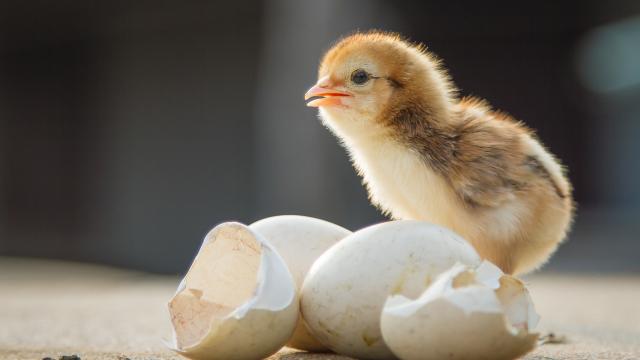 Baby chick, newly hatched out of egg