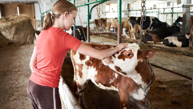 A young teen stroking a calf on a dairy farm