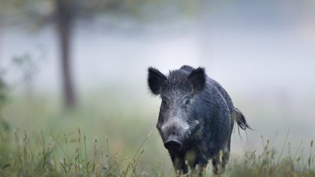 Wild boar walking in the fog