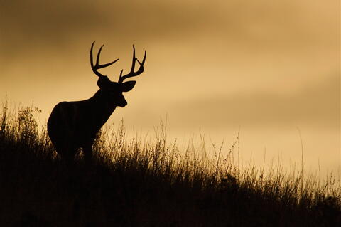 A silhouette of a deer in a field against tan sky