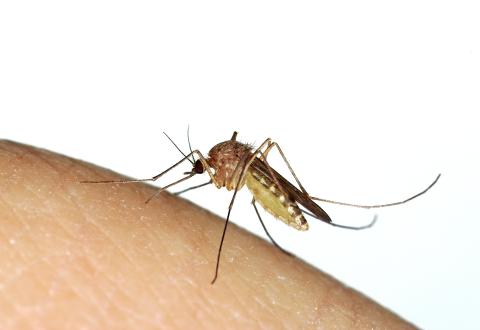 Mosquito biting a human