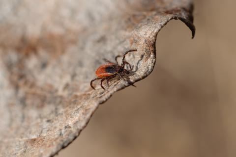 A tick on an edge of a leaf.