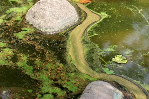 Algal slurry at the top of a stagnant pond forming swirl and bloom patterns