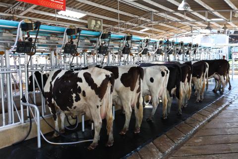 Cow milking facility with stanchions