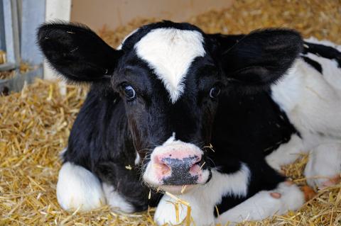 Contented calf laying on straw