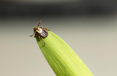 Tick crawling on tip of leaf