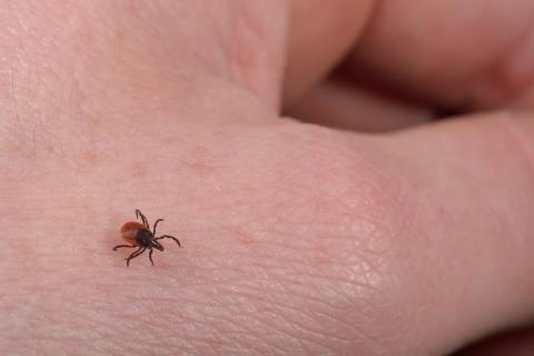 Close view of a deer tick on hand