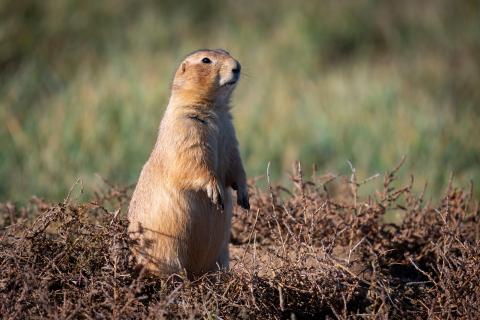 A prairie dog.