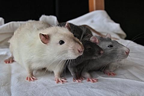 Three rats, one is white, other is dark gray and last one is light gray