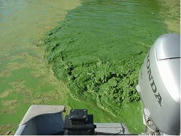 Blue-Green Algae