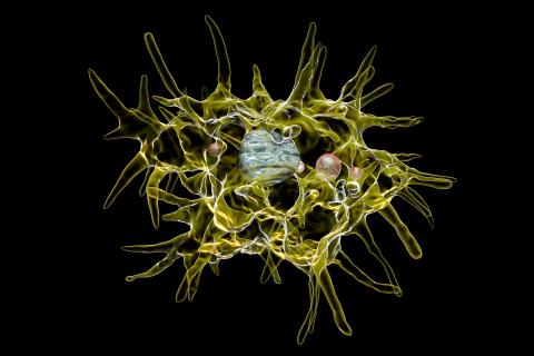 3D Illustration of Acanthamoeba castellanii amoeba