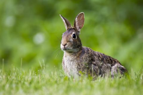 An alert rabbit sitting on grass outside