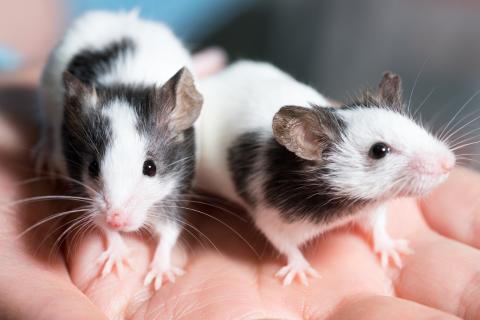 Two small white and gray rats on a hand