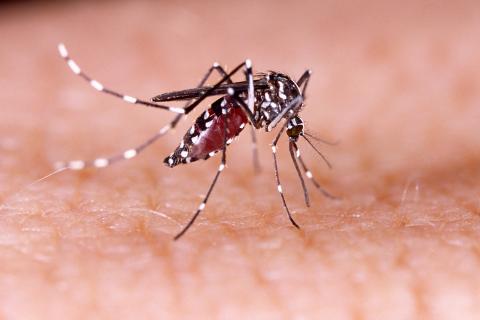 Aedes Aegypti mosquito