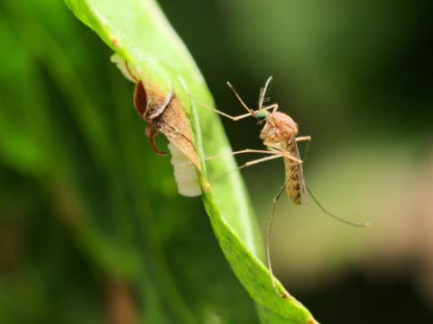 Common mosquito on leaf