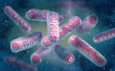 Enterobacterales bacterium