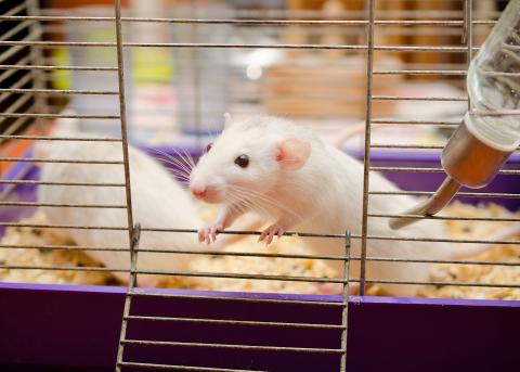 White rats in a cage, one ready to leave by open door