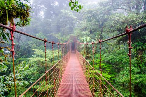View of bridge in the rainforest canopy