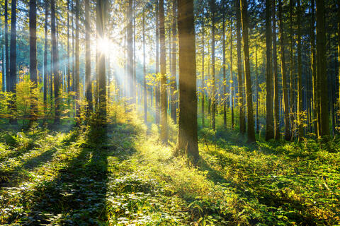 Sun shining through trees