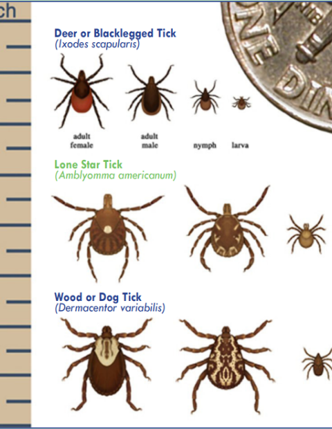 Wisconsin tick size comparison