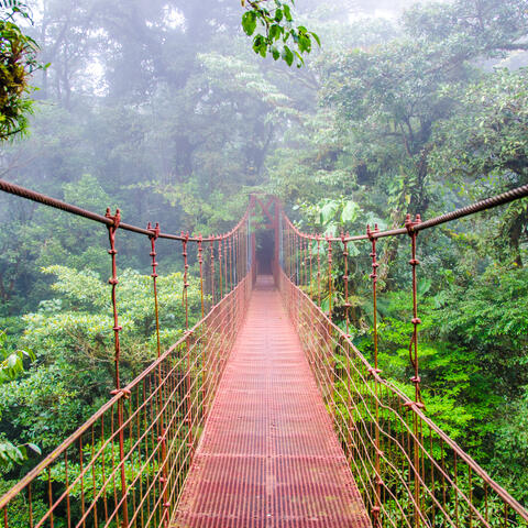 View of bridge in the rainforest canopy