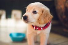 Close up of a puppy with a red collar