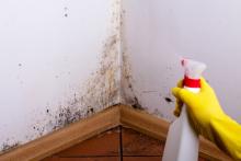 A yellow gloved hand spray at mold in the corner wall.