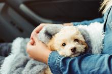 Puppy being held inside a car